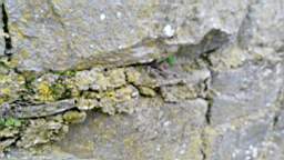 acastle 105780.jpg
